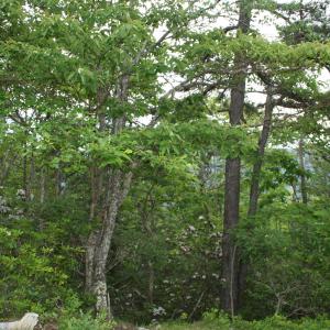 Photo #2 of 43 HIGH VALLEY SOUTH, MONTEREY, VA 5.0 acres