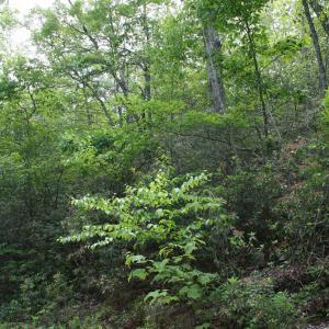 Photo #7 of 43 HIGH VALLEY SOUTH, MONTEREY, VA 5.0 acres