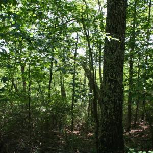 Photo #1 of 43 HIGH VALLEY SOUTH, MONTEREY, VA 5.0 acres