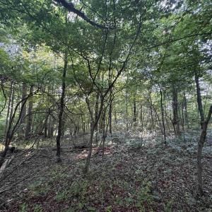 Photo #13 of Lot 4 RODES VALLEY DR, NELLYSFORD, VA 2.8 acres