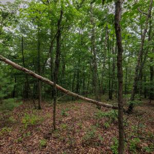 Photo #3 of TOWER MOUNTAIN LN, MOUNT JACKSON, VA 12.5 acres