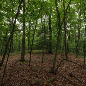 Photo #5 of TOWER MOUNTAIN LN, MOUNT JACKSON, VA 12.5 acres