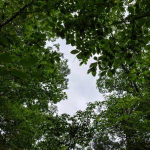 Photo #4 of TOWER MOUNTAIN LN, MOUNT JACKSON, VA 12.5 acres