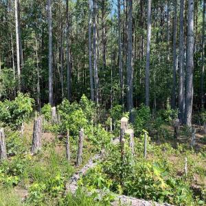 Photo #1 of Lot 6 RICHMOND RD, AMELIA COURT HOUSE, VA 5.8 acres