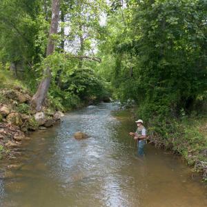 Photo #16 of 7304 DRY RUN RD, BURNSVILLE, VA 79.8 acres