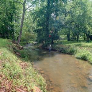 Photo #10 of 7304 DRY RUN RD, BURNSVILLE, VA 79.8 acres