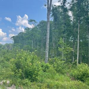 Photo #5 of PASSANTE SR LN, GORDONSVILLE, VA 111.6 acres