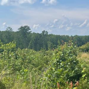 Photo #4 of PASSANTE SR LN, GORDONSVILLE, VA 111.6 acres