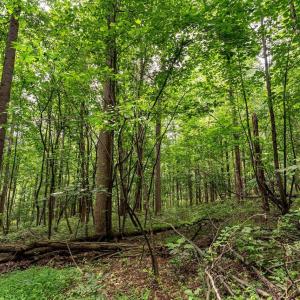 Photo #16 of TBD WILLIAMSBURG RD, LINVILLE, VA 10.0 acres