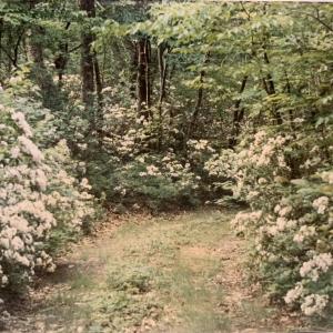 Photo #26 of TBD HALTERMAN HOLLOW LN, MONTEREY, VA 173.8 acres