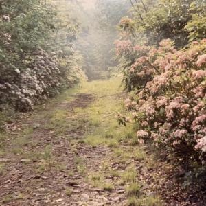 Photo #27 of TBD HALTERMAN HOLLOW LN, MONTEREY, VA 173.8 acres