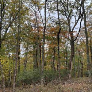 Photo #27 of TBD HALTERMAN HOLLOW LN, MONTEREY, VA 173.8 acres