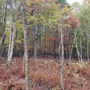 Photo #26 of TBD HALTERMAN HOLLOW LN, MONTEREY, VA 173.8 acres