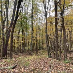 Photo #34 of TBD HALTERMAN HOLLOW LN, MONTEREY, VA 173.8 acres