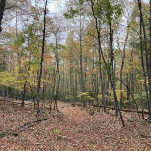 Photo #39 of TBD HALTERMAN HOLLOW LN, MONTEREY, VA 173.8 acres
