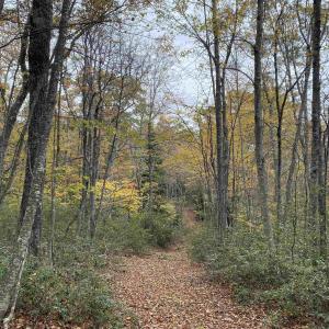 Photo #42 of TBD HALTERMAN HOLLOW LN, MONTEREY, VA 173.8 acres
