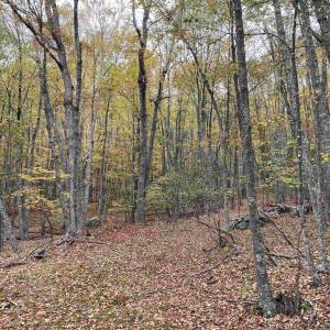 Photo #40 of TBD HALTERMAN HOLLOW LN, MONTEREY, VA 173.8 acres