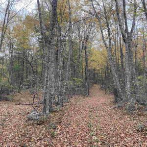 Photo #42 of TBD HALTERMAN HOLLOW LN, MONTEREY, VA 173.8 acres