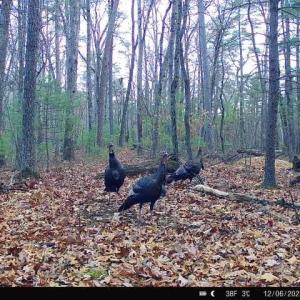 Photo #36 of TBD STRIBLING SPRINGS RD, MOUNT SOLON, VA 33.0 acres