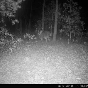 Photo #37 of TBD STRIBLING SPRINGS RD, MOUNT SOLON, VA 33.0 acres