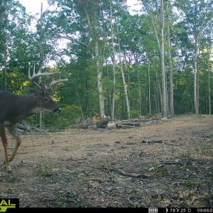 Photo #33 of TBD STRIBLING SPRINGS RD, MOUNT SOLON, VA 33.0 acres