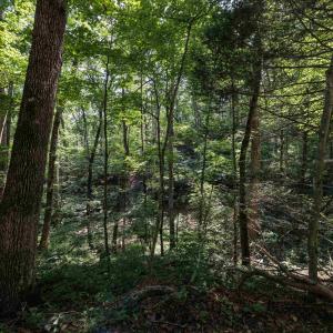 Photo #40 of TBD STRIBLING SPRINGS RD, MOUNT SOLON, VA 33.0 acres