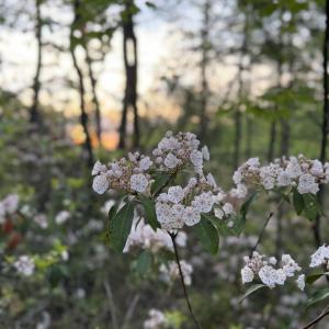 Photo #23 of TBD STRIBLING SPRINGS RD, MOUNT SOLON, VA 33.0 acres