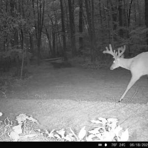 Photo #34 of TBD STRIBLING SPRINGS RD, MOUNT SOLON, VA 33.0 acres