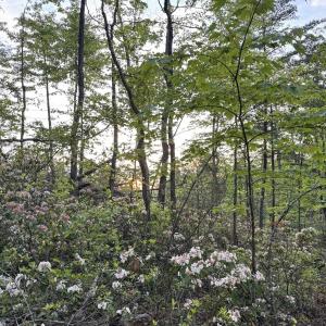 Photo #24 of TBD STRIBLING SPRINGS RD, MOUNT SOLON, VA 33.0 acres