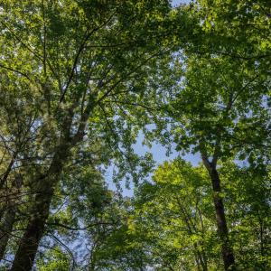 Photo #39 of TBD STRIBLING SPRINGS RD, MOUNT SOLON, VA 33.0 acres