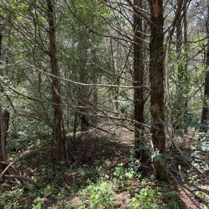 Photo #12 of TBD FISHPOND RD, HOWARDSVILLE, VA 6.4 acres