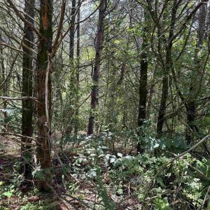 Photo #14 of TBD FISHPOND RD, HOWARDSVILLE, VA 6.4 acres