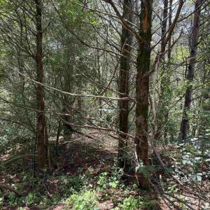 Photo #13 of TBD FISHPOND RD, HOWARDSVILLE, VA 6.4 acres