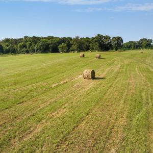 Photo #11 of 76.99 acres COLES ROLLING RD, SCOTTSVILLE, VA 77.0 acres