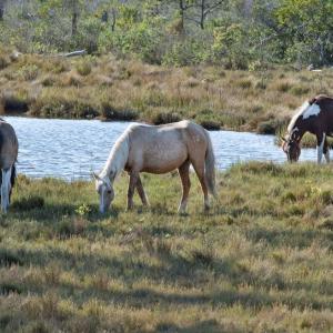 Photo #27 of Lot 254 NAVIGATOR DR, GREENBACKVILLE, VA 10.0 acres