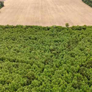 Photo #6 of WILSONIA NECK DR, MACHIPONGO, VA 152.1 acres