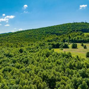 Photo #22 of 7869 LAUREL RD, SHIPMAN, VA 73.0 acres