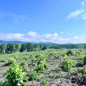 Photo #66 of HUNTING LODGE RD, SCHUYLER, VA 41.9 acres