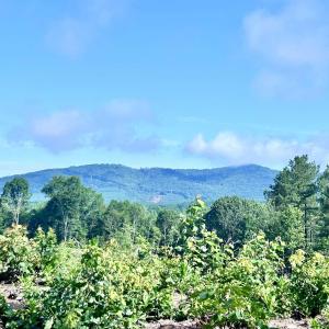 Photo #60 of HUNTING LODGE RD, SCHUYLER, VA 41.9 acres