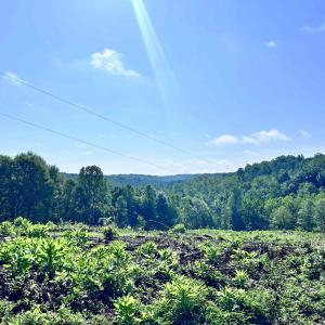 Photo #4 of HUNTING LODGE RD, SCHUYLER, VA 41.9 acres