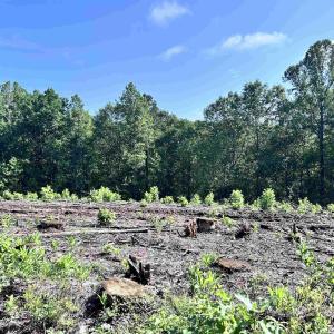 Photo #62 of HUNTING LODGE RD, SCHUYLER, VA 41.9 acres