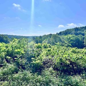 Photo #64 of HUNTING LODGE RD, SCHUYLER, VA 41.9 acres