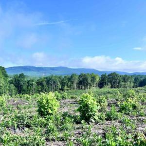 Photo #59 of HUNTING LODGE RD, SCHUYLER, VA 41.9 acres