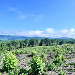 Photo #65 of HUNTING LODGE RD, SCHUYLER, VA 41.9 acres