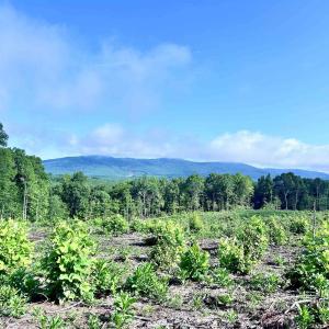 Photo #2 of HUNTING LODGE RD, SCHUYLER, VA 41.9 acres