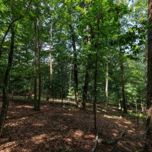 Photo #9 of TBD BRUNK SPRING LN, BROADWAY, VA 9.3 acres