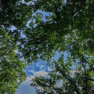 Photo #10 of TBD BRUNK SPRING LN, BROADWAY, VA 9.3 acres