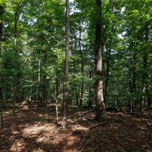 Photo #8 of TBD BRUNK SPRING LN, BROADWAY, VA 9.3 acres