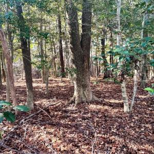 Photo #2 of Lot 1593 HIGH SEA DR, GREENBACKVILLE, VA 0.2 acres