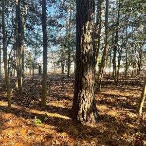 Photo #4 of Lot 1593 HIGH SEA DR, GREENBACKVILLE, VA 0.2 acres